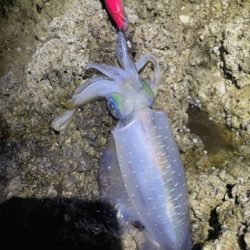 2025 佐渡ヶ島エギング Vol.3【9月5日】