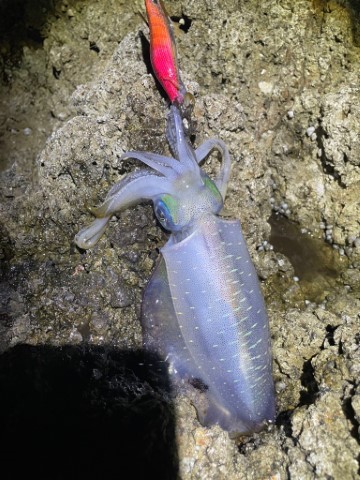 2025 佐渡ヶ島エギング Vol.3【9…