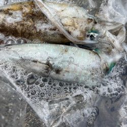 またまたアオリイカ釣りに