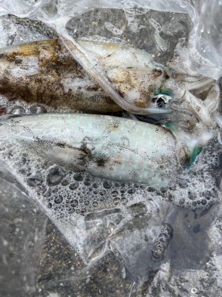 またまたアオリイカ釣りに