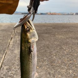 今年はサゴシの当たり年か⁉︎