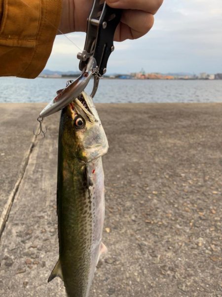 今年はサゴシの当たり年か⁉︎