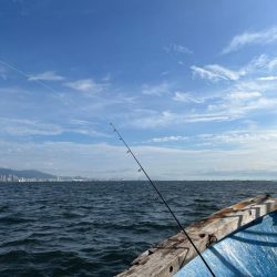 神戸沖無限サゴシ