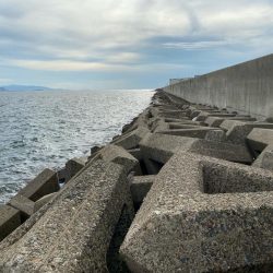 シロギスタ:小時々、中