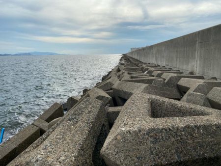 シロギスタ:小時々、中