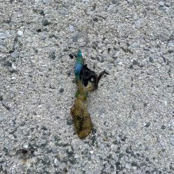 エギング　厳しい………