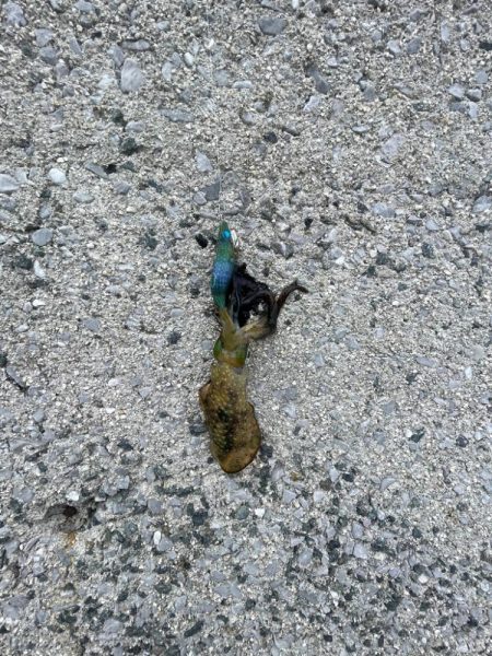 エギング　厳しい………