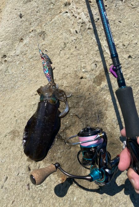 秋エギング！