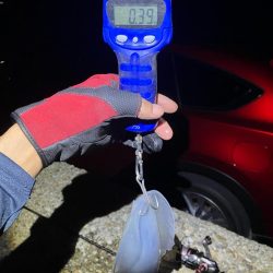 秋🦑数釣り😆