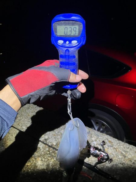 秋🦑数釣り😆