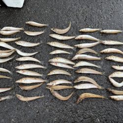 朝マヅメキスゲーム