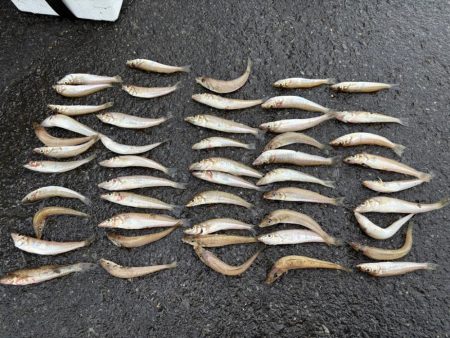 朝マヅメキスゲーム