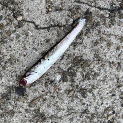 ジグサビキ　30