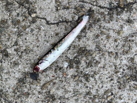 ジグサビキ　30