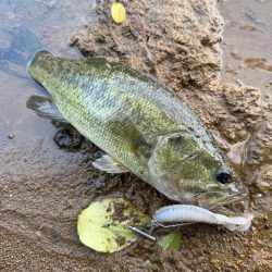 秋めいてますね