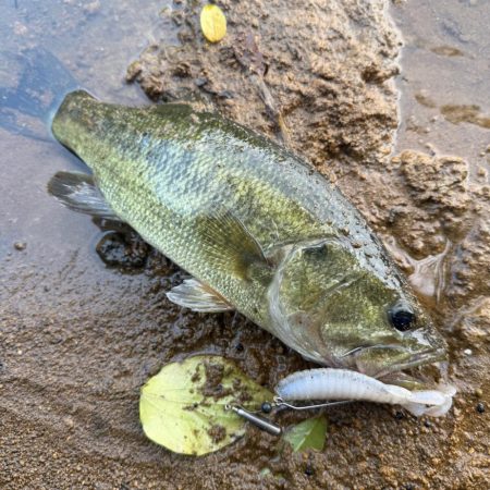 秋めいてますね