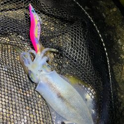 秋🦑連日釣行😊