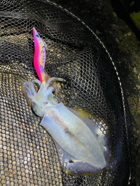 秋🦑連日釣行😊