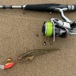 今日もやっぱりハゼクラ！