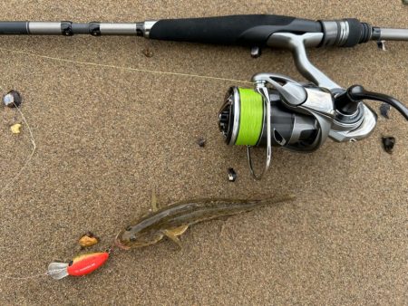 今日もやっぱりハゼクラ！