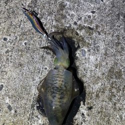 軍艦グリーンでアオリイカ