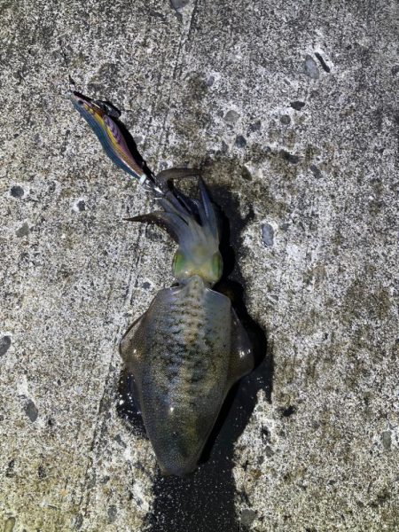 軍艦グリーンでアオリイカ