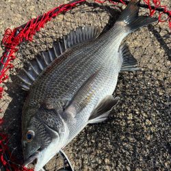 ヘチってきました