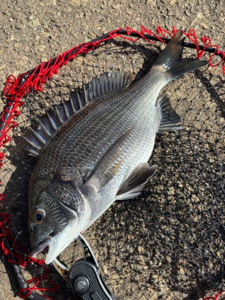 ヘチってきました