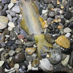 25-26シーズン アオリイカ開幕