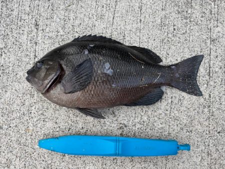 エビ撒き🦐でグレ釣れました