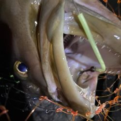 良型のコアラキャッチ