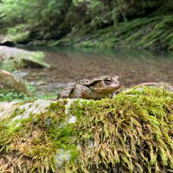 今シーズンラスト渓流 後編