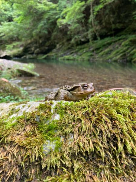 今シーズンラスト渓流 後編