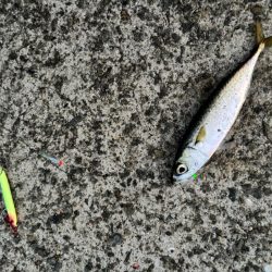 ジグサビキ　31