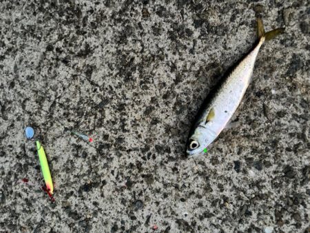 ジグサビキ　31