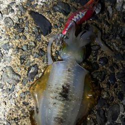 廃盤カラーロスト…