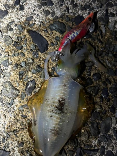 廃盤カラーロスト…