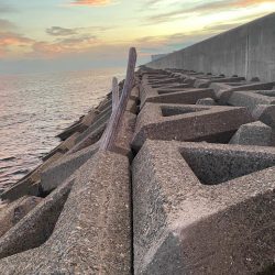 まだまだ暑い、夕刻のシロギスタ