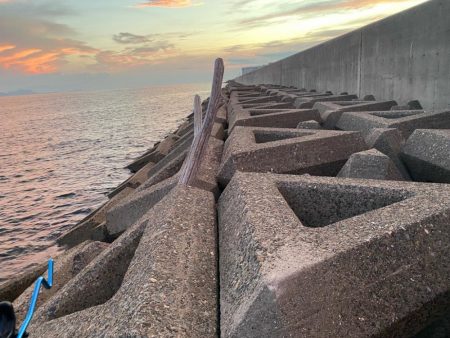 まだまだ暑い、夕刻のシロギスタ