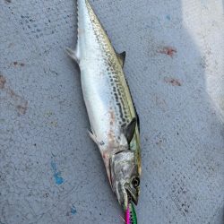 サゴシ祭りからの〜