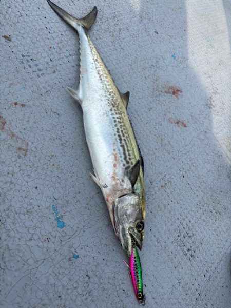 サゴシ祭りからの〜