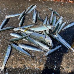 サヨリと、イワシ