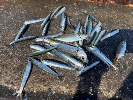 サヨリと、イワシ