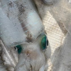 アオリイカを釣りに