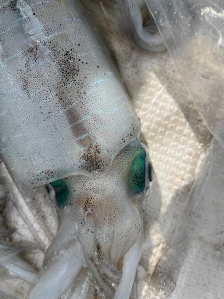 アオリイカを釣りに