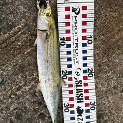 尻尾が付いた座布団でした・・・