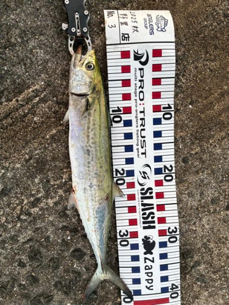 尻尾が付いた座布団でした・・・