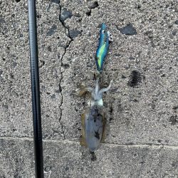 ようやくお持ち帰りサイズゲット‼️