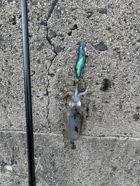 ようやくお持ち帰りサイズゲット‼️