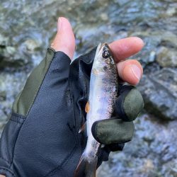 今シーズンラスト渓流